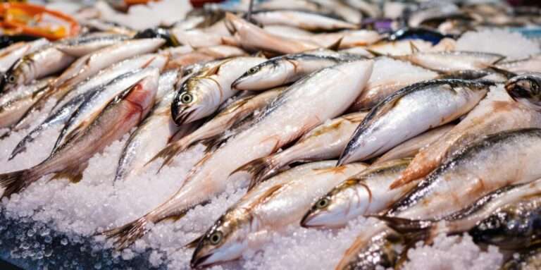 Investir dans l’aquaculture africaine : 6 opportunités concrètes et indispensables en 2025
